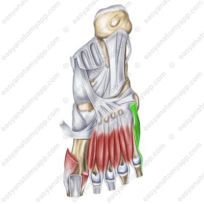 Мышца, противопоставляющая мизинец стопы (musculus opponens digiti minimi)